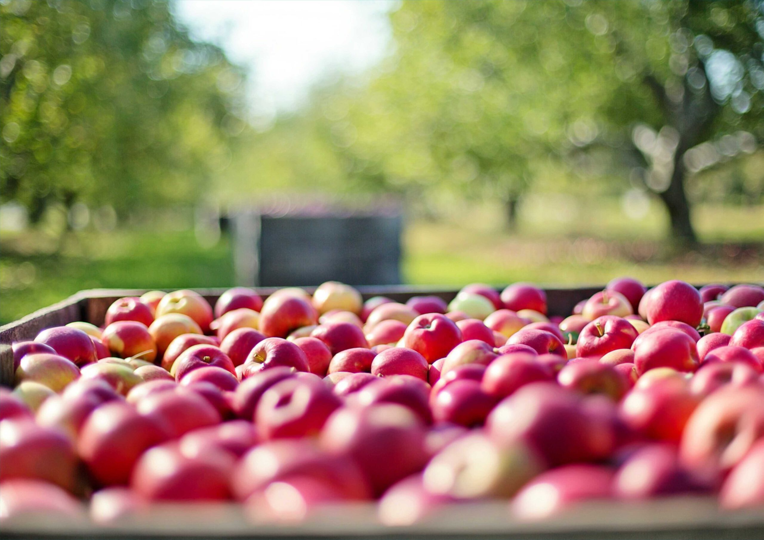 HOF_VAN_HAEFTEN-APPELS